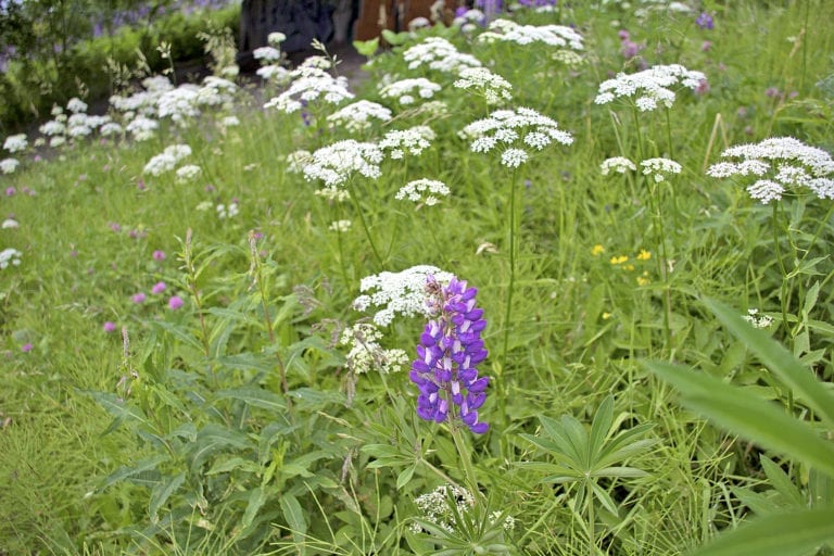 Blomster i vegkanten.