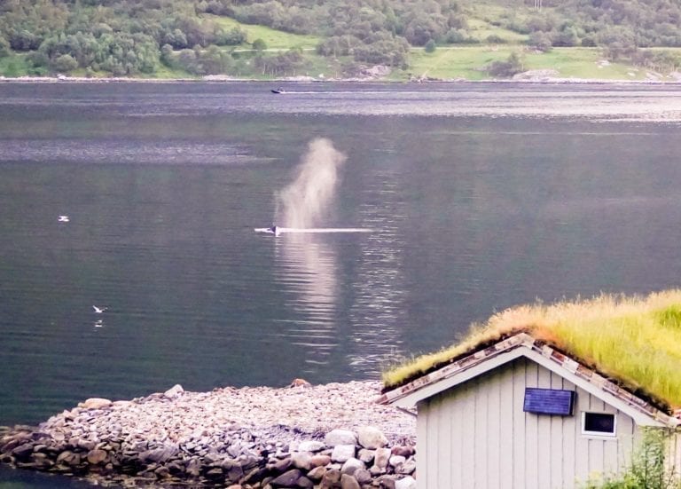 Etter redningsaksjonen har kvalen blitt verande i Tomrefjord. (Foto: Audbjørg Lippert)