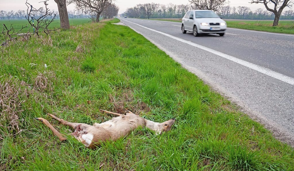 27 hjortedyr har blitt påkøyrt langs vegane i Vestnes så langt i år. (Illustrasjonsfoto: Colourbox.com)